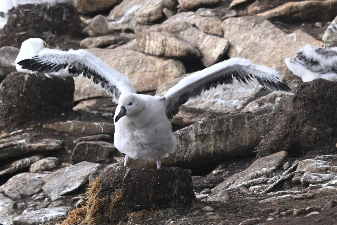 HDS29-26, Day 3, SAS_5515 © Saskia van der Meij - Oceanwide Expeditions.JPG