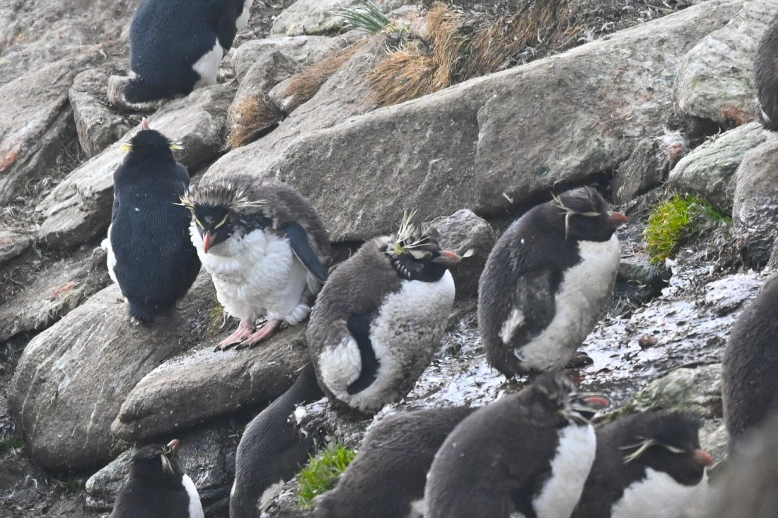 HDS29-26, Day 3, SAS_5529 © Saskia van der Meij - Oceanwide Expeditions.JPG