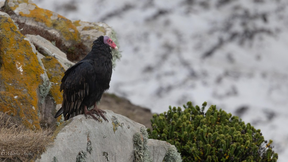 HDS29-26, Day 4, 0Q9A8872 © Martin Anstee - Oceanwide Expeditions.jpg