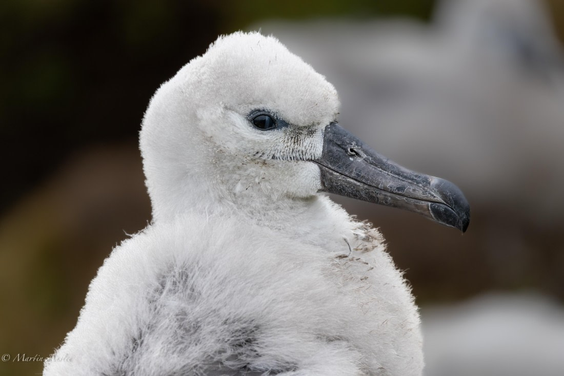 HDS29-26, Day 4, 0Q9A8904 © Martin Anstee - Oceanwide Expeditions.jpg