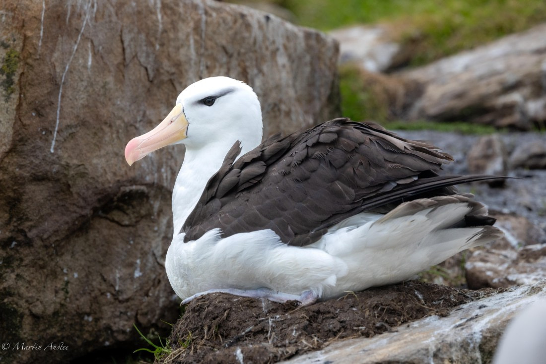 HDS29-26, Day 4, 0Q9A8920 © Martin Anstee - Oceanwide Expeditions.jpg