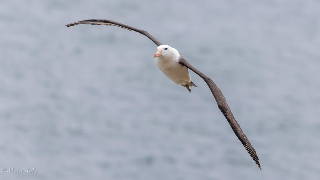 HDS29-26, Day 4, 0Q9A8954 © Martin Anstee - Oceanwide Expeditions.jpg