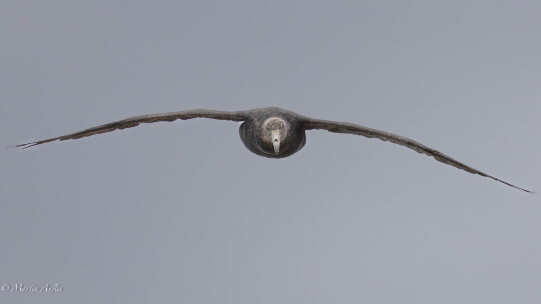 HDS29-26, Day 4, 0Q9A8988 © Martin Anstee - Oceanwide Expeditions.jpg