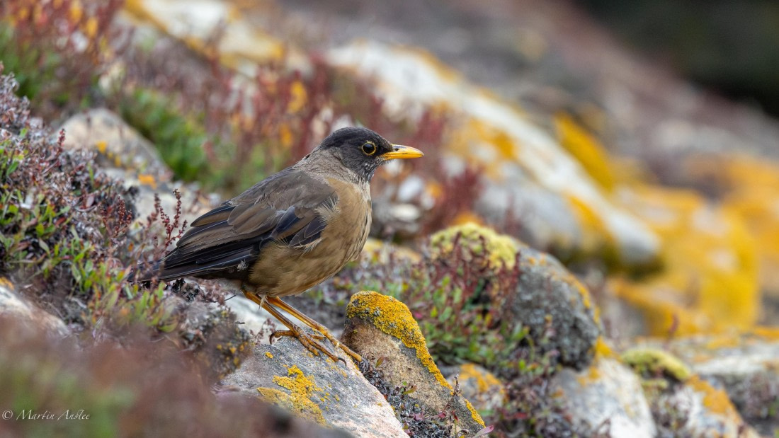 HDS29-26, Day 4, 0Q9A9129 © Martin Anstee - Oceanwide Expeditions.jpg