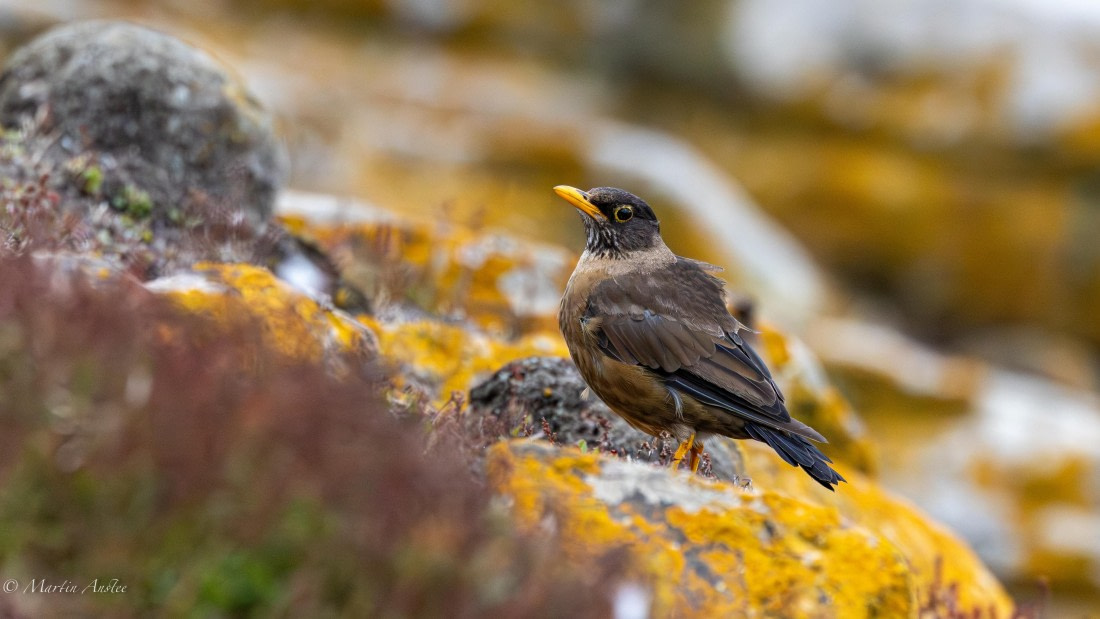 HDS29-26, Day 4, 0Q9A9134 © Martin Anstee - Oceanwide Expeditions.jpg