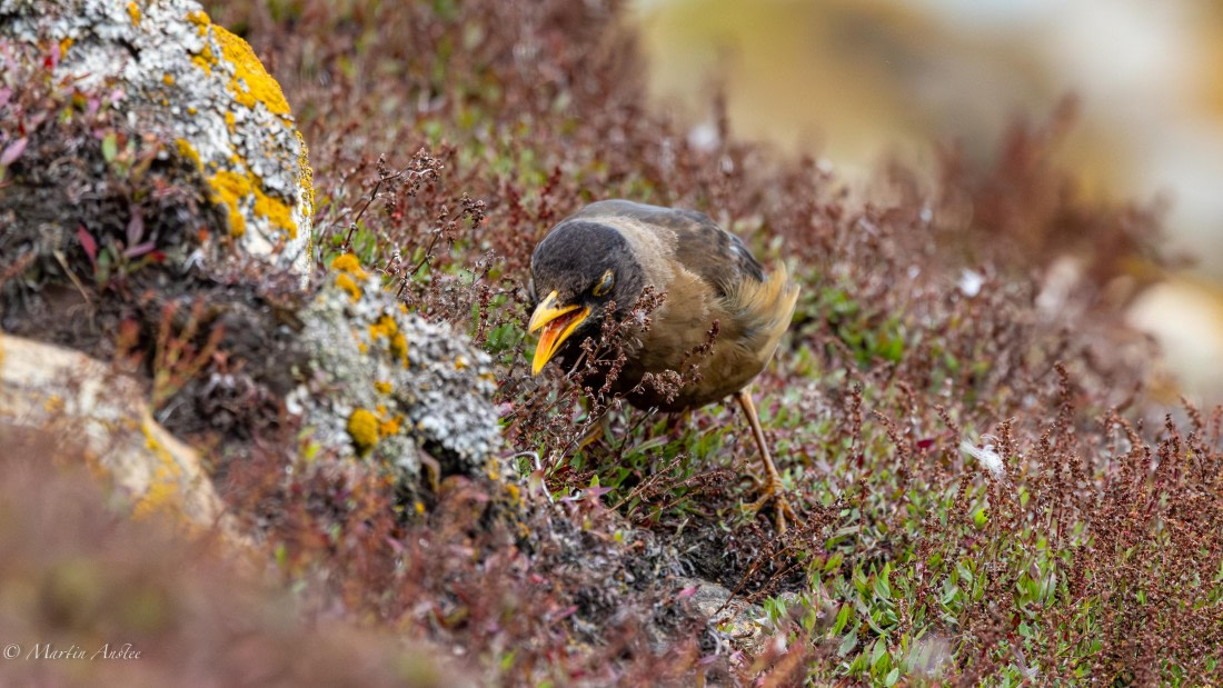 HDS29-26, Day 4, 0Q9A9139 © Martin Anstee - Oceanwide Expeditions.jpg
