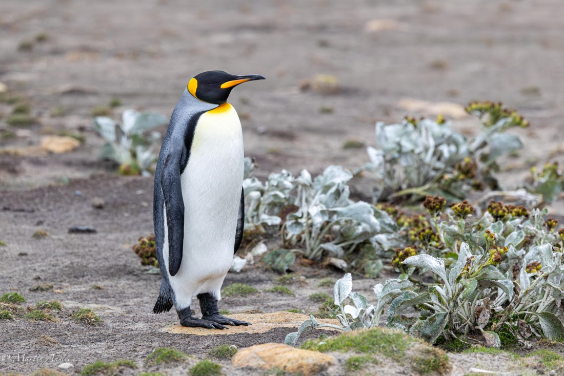HDS29-26, Day 4, 0Q9A9285 © Martin Anstee - Oceanwide Expeditions.jpg