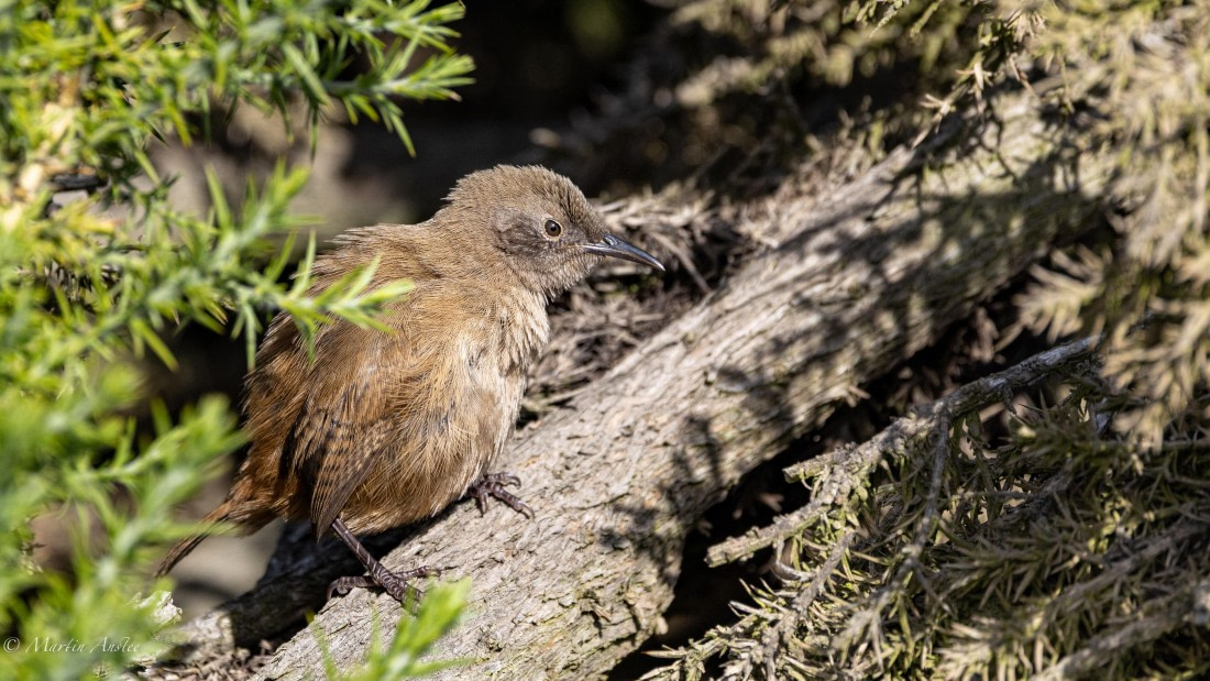 HDS29-26, Day 4, 0Q9A9309 © Martin Anstee - Oceanwide Expeditions.jpg