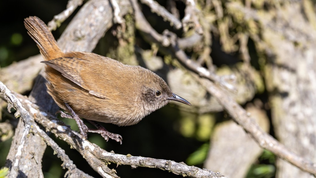 HDS29-26, Day 4, 0Q9A9324 © Martin Anstee - Oceanwide Expeditions.jpg