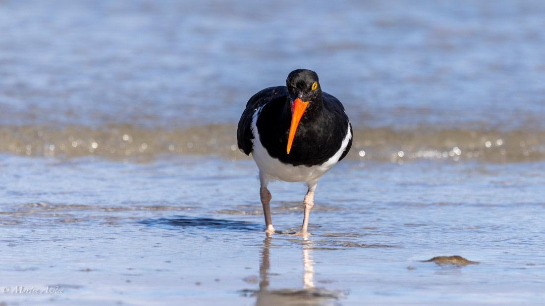 HDS29-26, Day 4, 0Q9A9328 © Martin Anstee - Oceanwide Expeditions.jpg