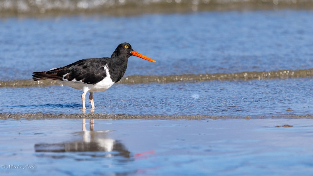 HDS29-26, Day 4, 0Q9A9338 © Martin Anstee - Oceanwide Expeditions.jpg