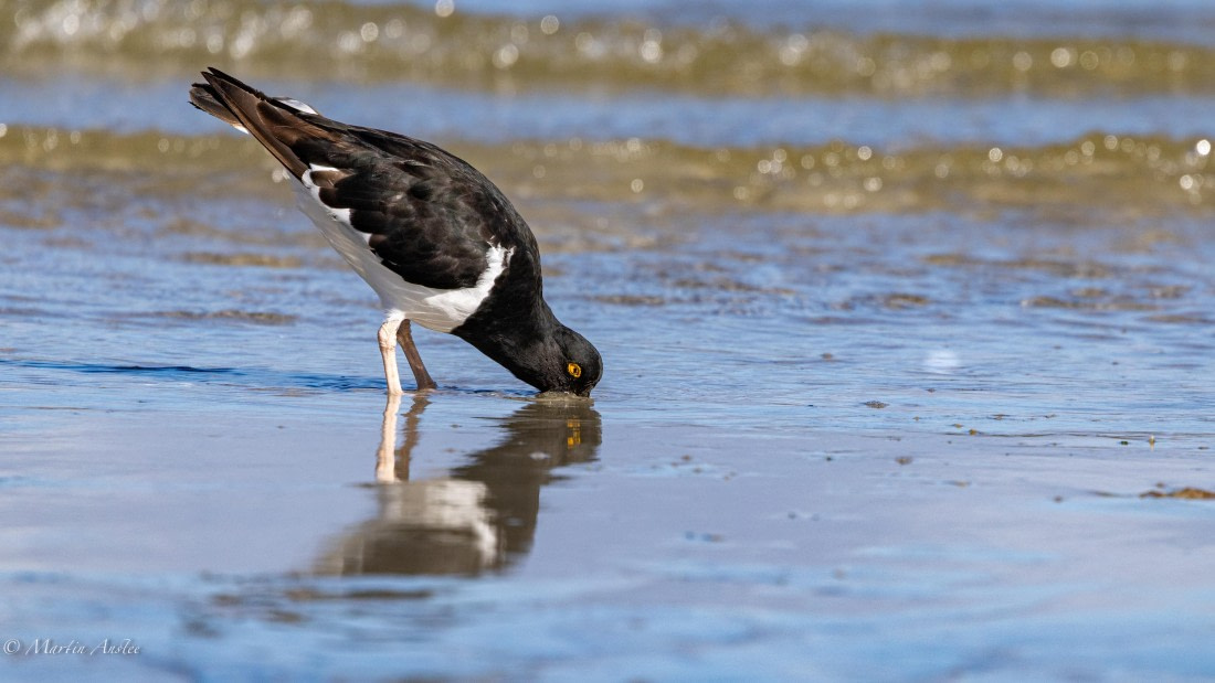 HDS29-26, Day 4, 0Q9A9342 © Martin Anstee - Oceanwide Expeditions.jpg