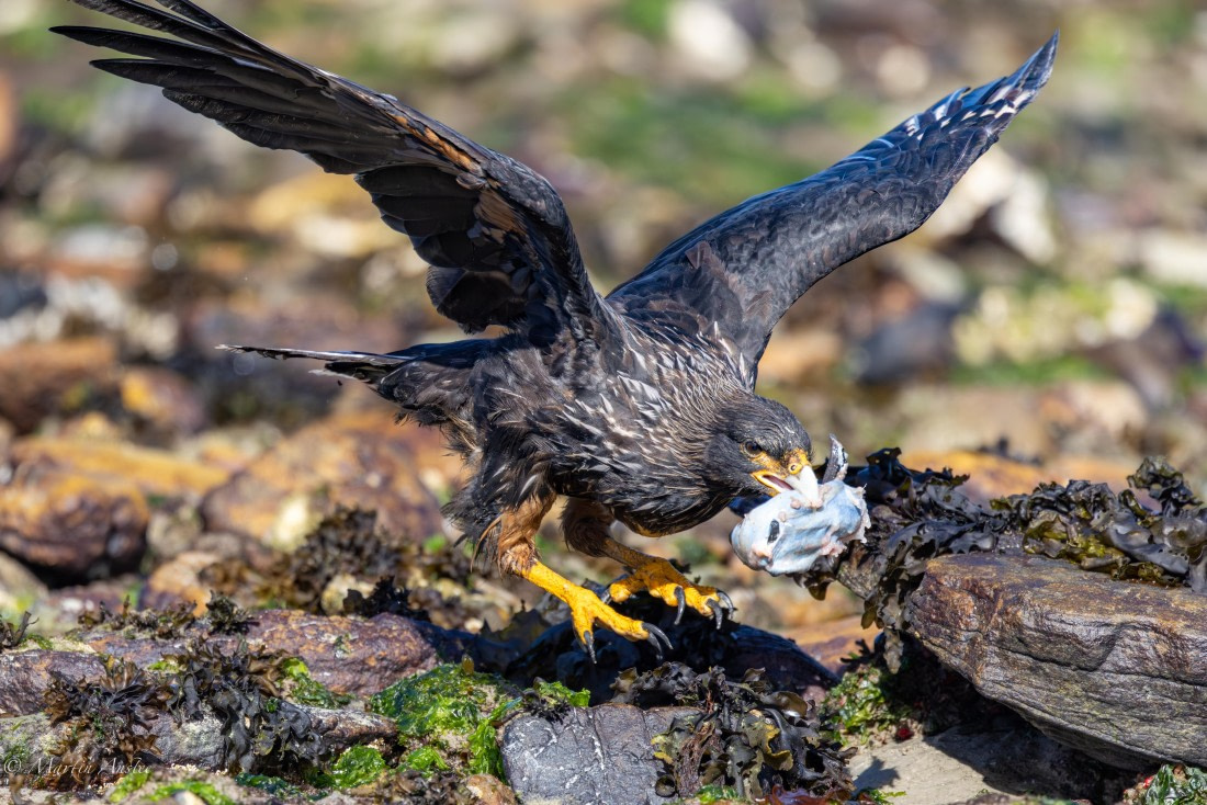 HDS29-26, Day 4, 0Q9A9350 © Martin Anstee - Oceanwide Expeditions.jpg