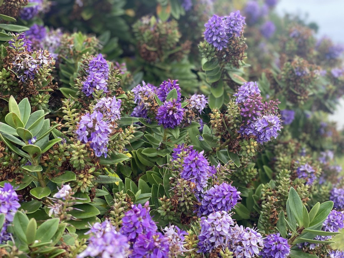 HDS29-26, Day 4, IMG_8943 © Unknown photographer - Oceanwide Expeditions.jpg