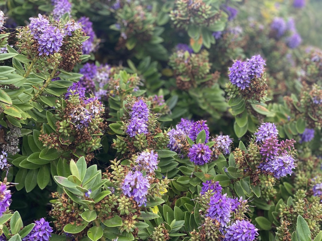 HDS29-26, Day 4, IMG_8944 © Unknown photographer - Oceanwide Expeditions.jpg