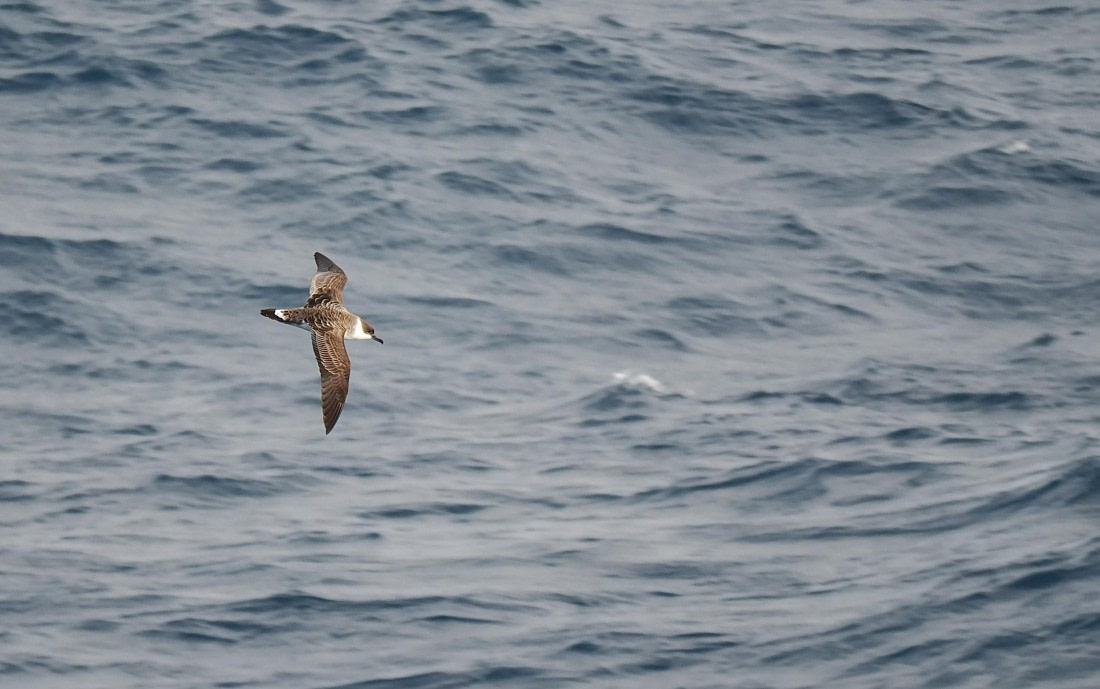 HDS29-26, Day 5, 2025-02-20 Great Shearwater1 -Falklands to SG day 1 © Unknown photographer - Oceanwide Expeditions.JPG
