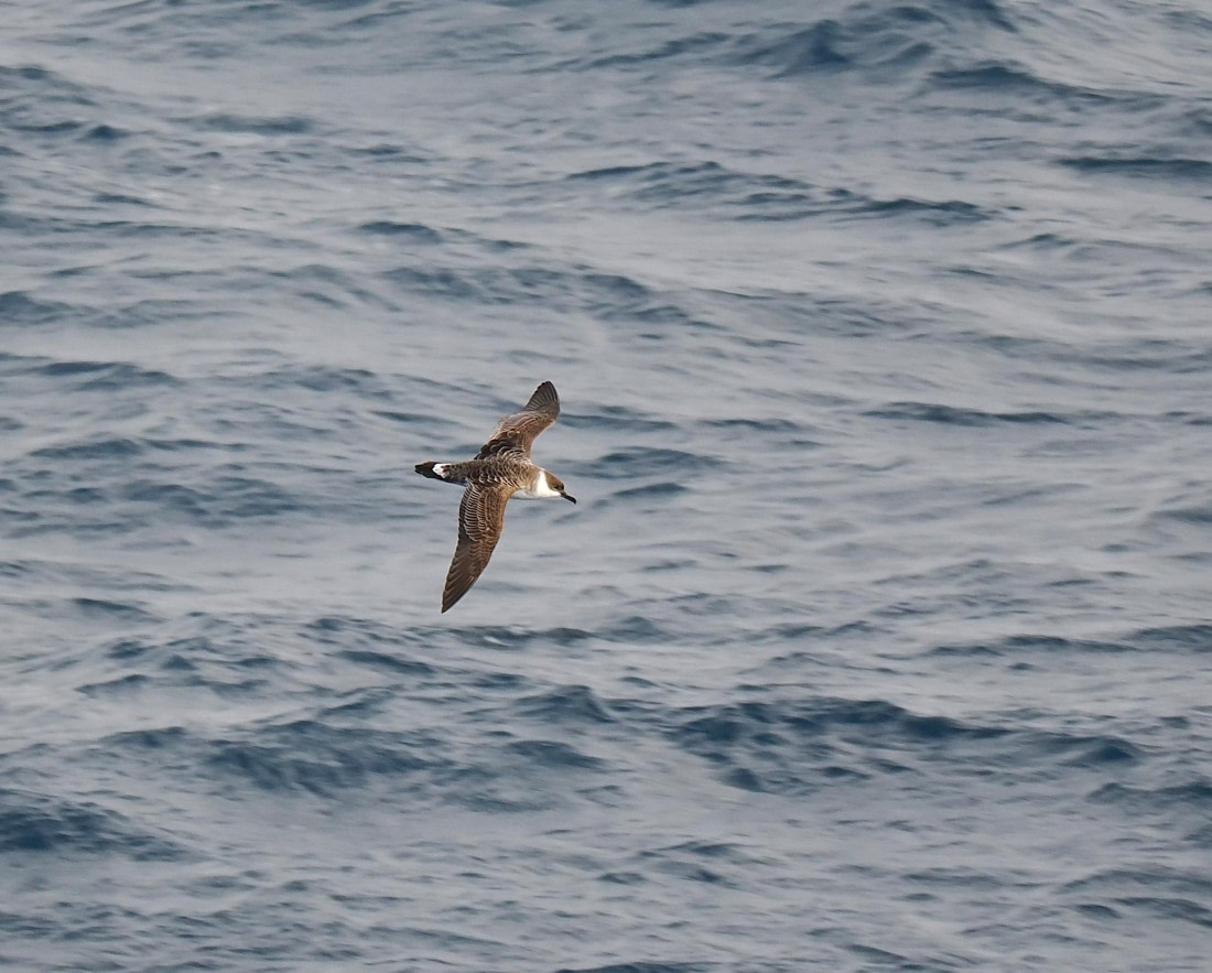 HDS29-26, Day 5, 2025-02-20 Great Shearwater2 -Falklands to SG day 1 © Unknown photographer - Oceanwide Expeditions.JPG