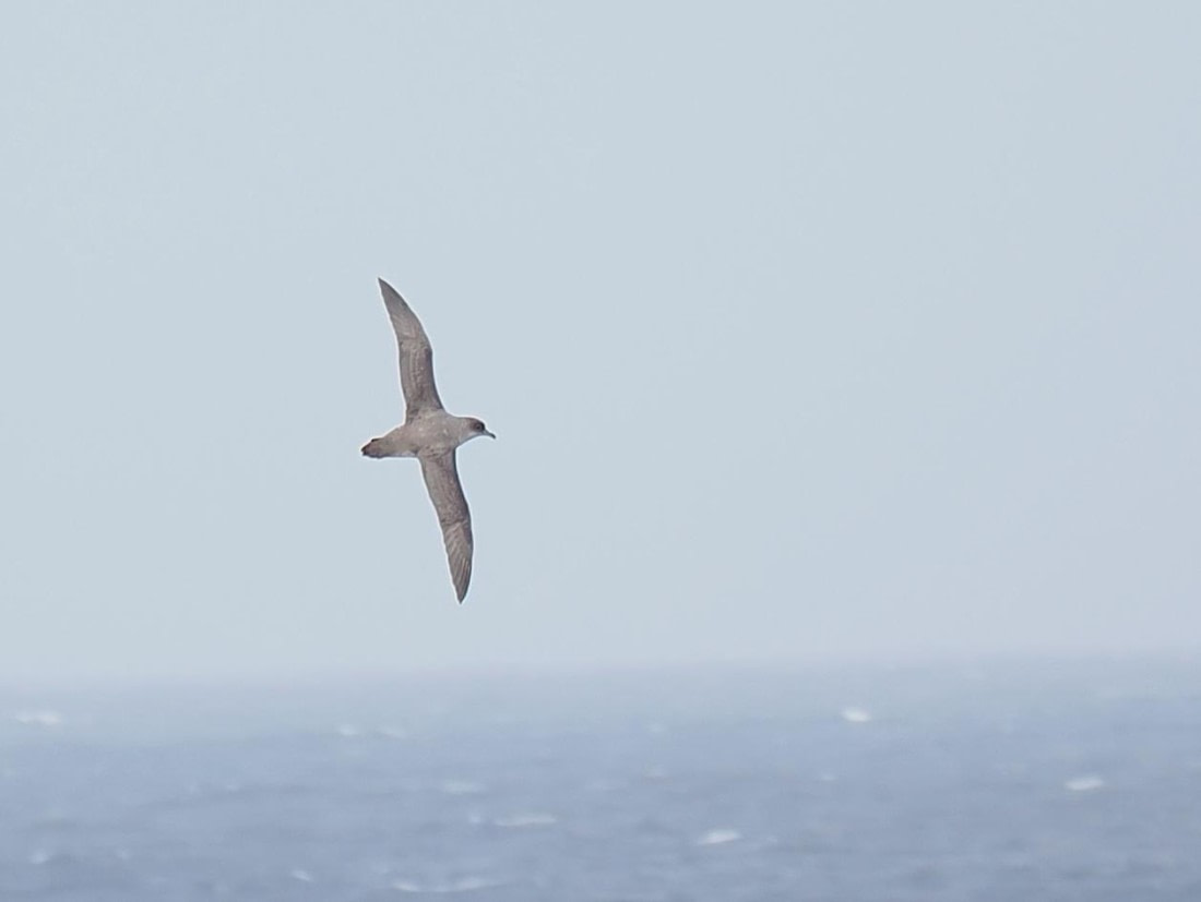 HDS29-26, Day 5, 2025-02-20 Grey Petrel1 -Falklands to SG day 1 © Unknown photographer - Oceanwide Expeditions.JPG