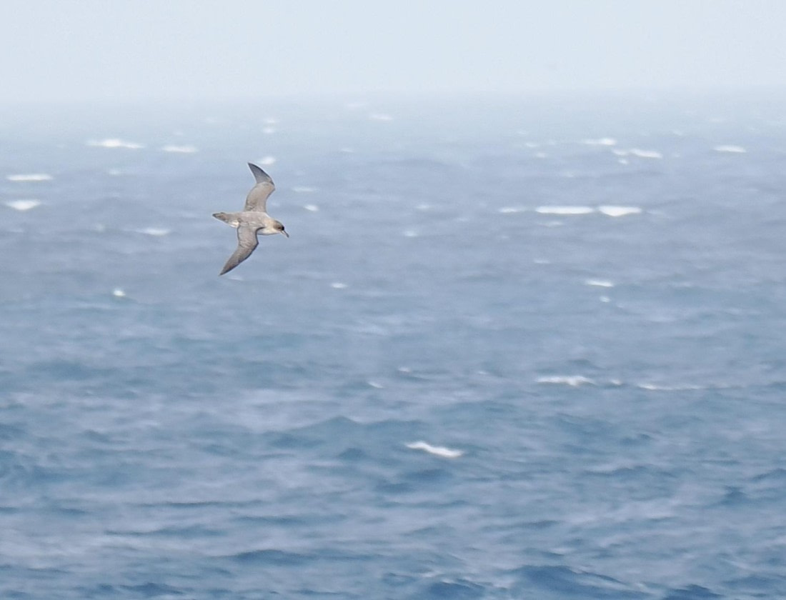 HDS29-26, Day 5, 2025-02-20 Grey Petrel3 -Falklands to SG day 1 © Unknown photographer - Oceanwide Expeditions.JPG