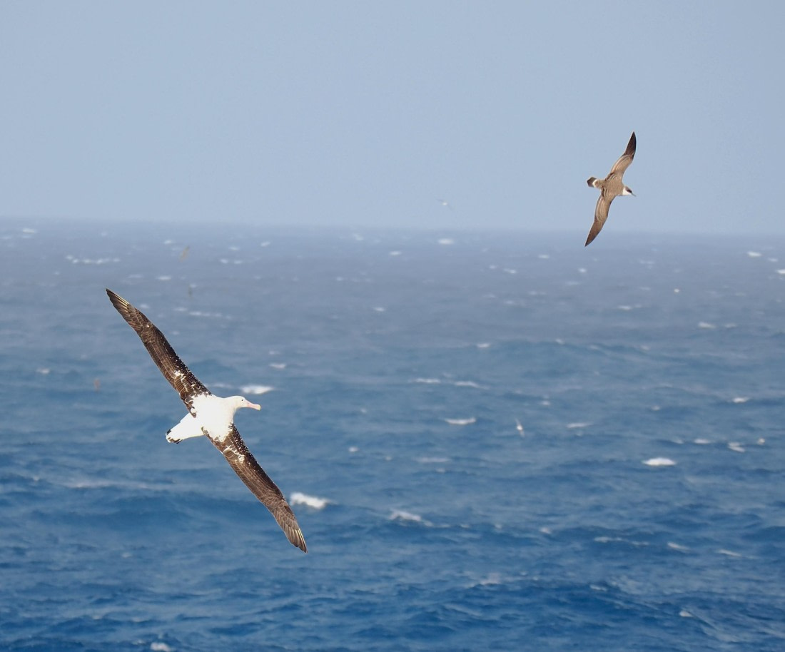 HDS29-26, Day 5, 2025-02-20 Snowy Albatross1 -Falklands to SG day 1 © Unknown photographer - Oceanwide Expeditions.JPG