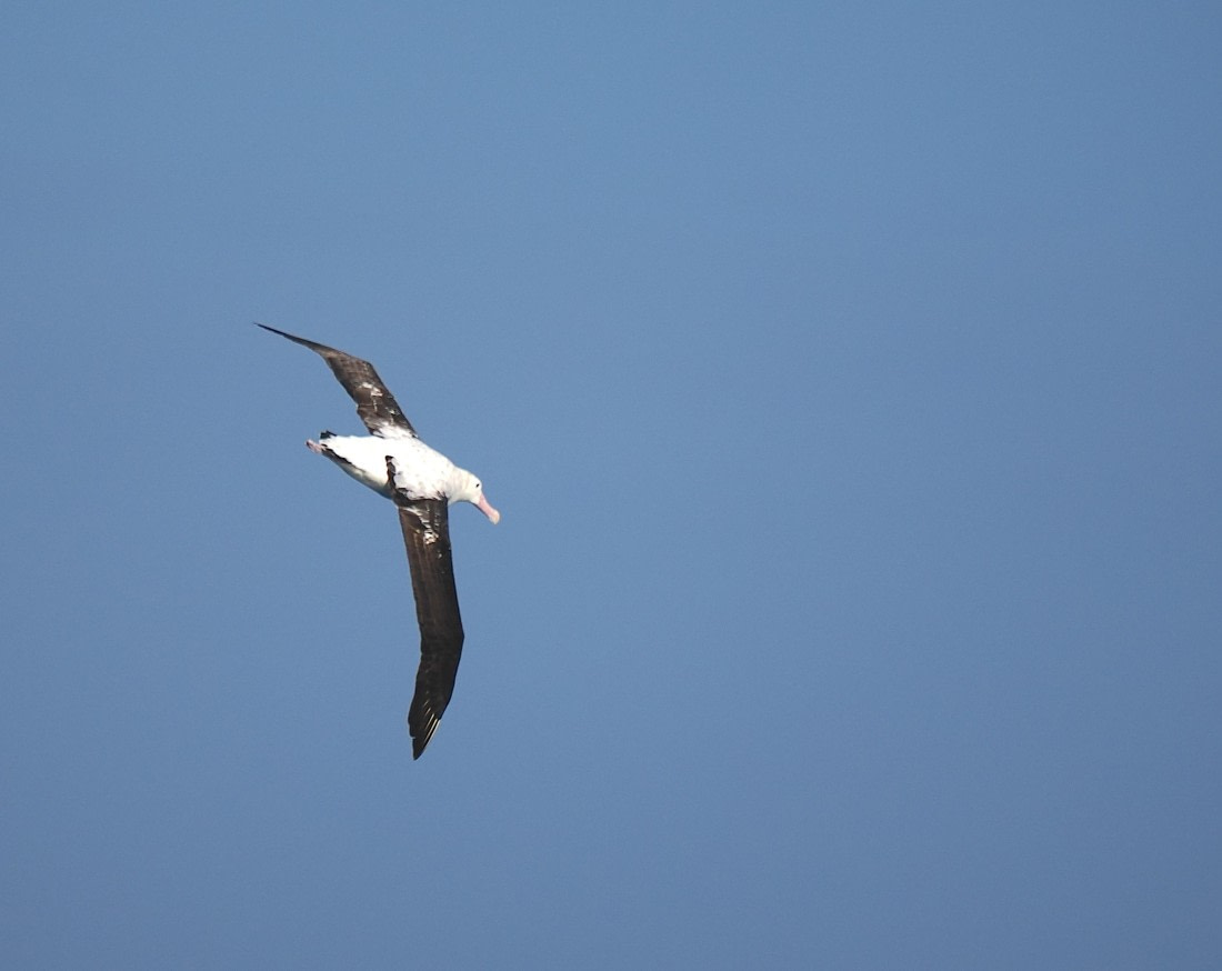 HDS29-26, Day 5, 2025-02-20 Snowy Albatross2 -Falklands to SG day 1 © Unknown photographer - Oceanwide Expeditions.JPG