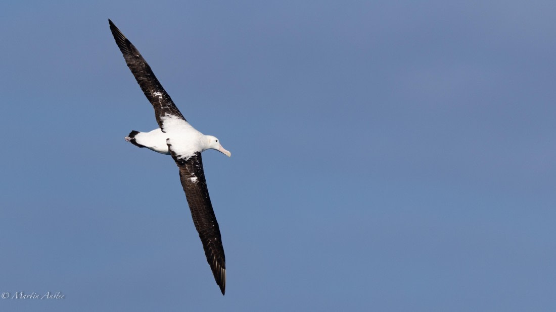 HDS29-26, Day 6, 0Q9A9397 © Martin Anstee - Oceanwide Expeditions.jpg