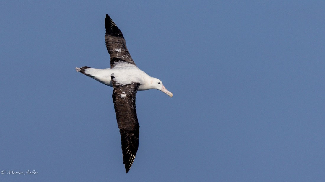 HDS29-26, Day 6, 0Q9A9420 © Martin Anstee - Oceanwide Expeditions.jpg