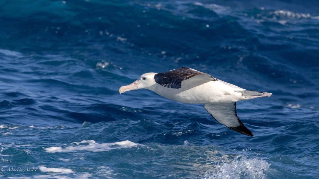 HDS29-26, Day 6, 0Q9A9438 © Martin Anstee - Oceanwide Expeditions.jpg