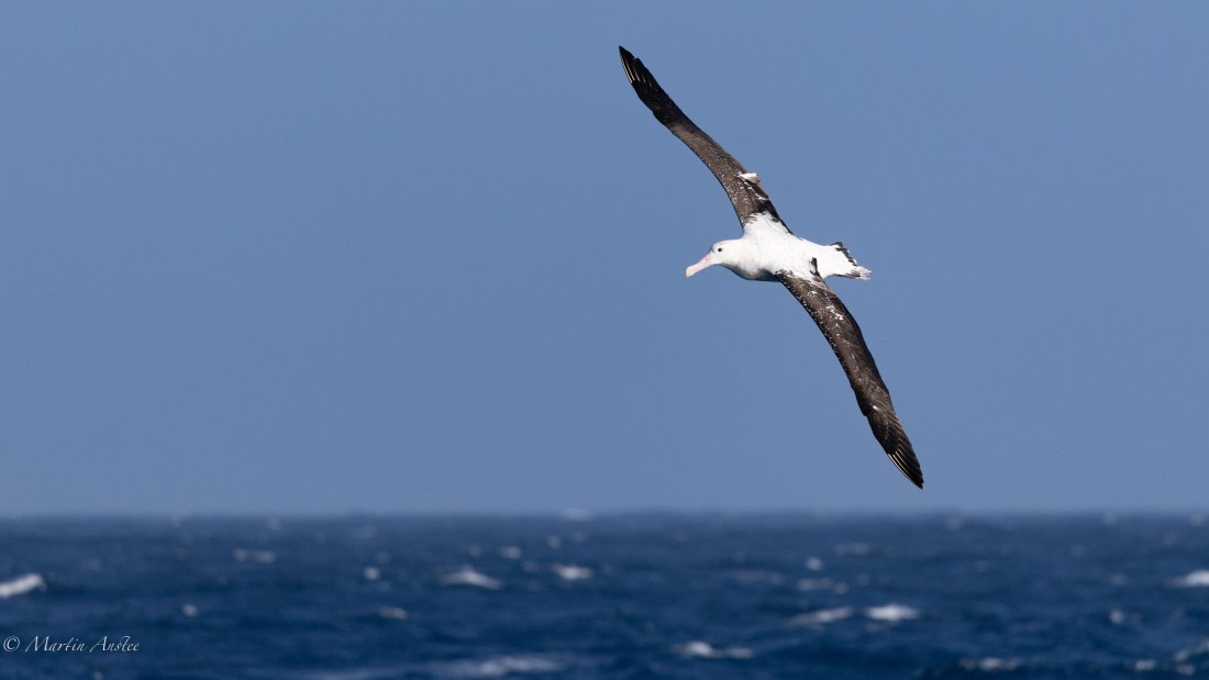 HDS29-26, Day 6, 0Q9A9444 © Martin Anstee - Oceanwide Expeditions.jpg