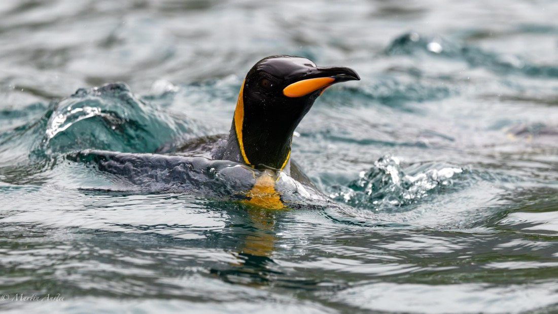 HDS29-26, Day 7, 0Q9A0145 © Martin Anstee - Oceanwide Expeditions.jpg