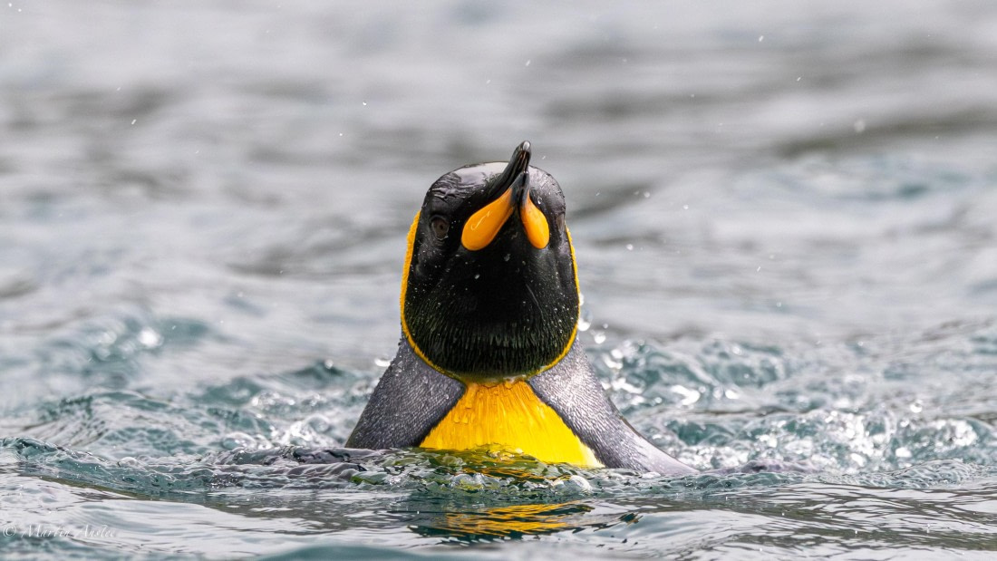 HDS29-26, Day 7, 0Q9A0192 © Martin Anstee - Oceanwide Expeditions.jpg