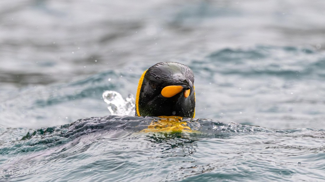 HDS29-26, Day 7, 0Q9A0196 © Martin Anstee - Oceanwide Expeditions.jpg