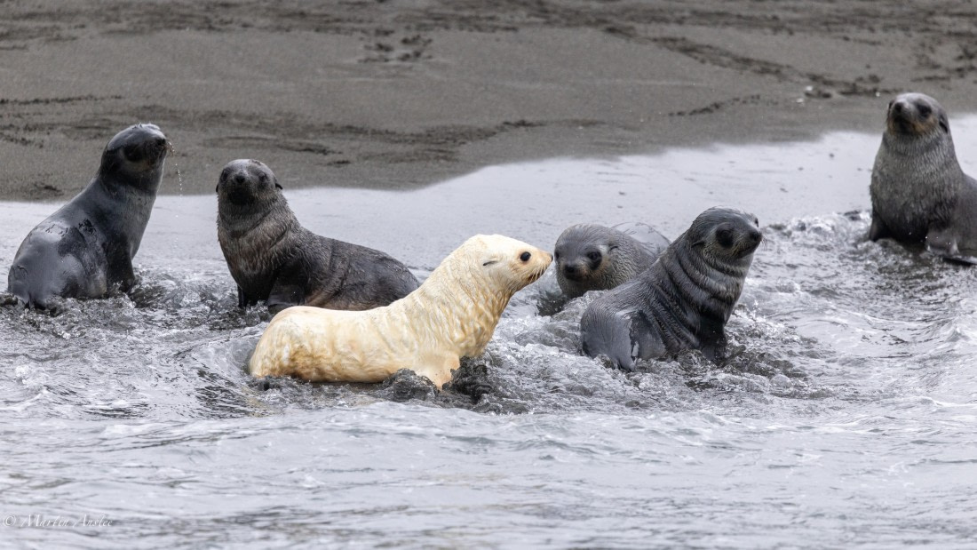 HDS29-26, Day 7, 0Q9A0271 © Martin Anstee - Oceanwide Expeditions.jpg