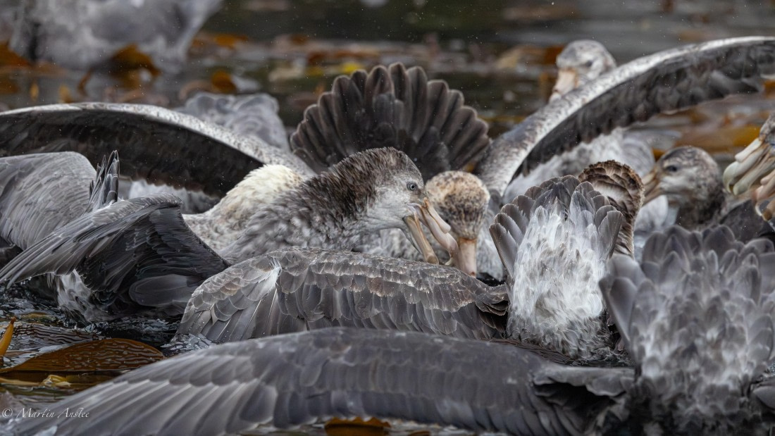 HDS29-26, Day 7, 0Q9A9847 © Martin Anstee - Oceanwide Expeditions.jpg