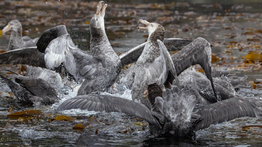 HDS29-26, Day 7, 0Q9A9848 © Martin Anstee - Oceanwide Expeditions.jpg