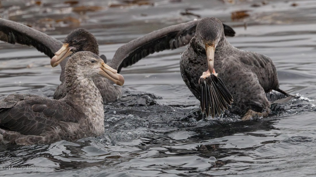 HDS29-26, Day 7, 0Q9A9891 © Martin Anstee - Oceanwide Expeditions.jpg