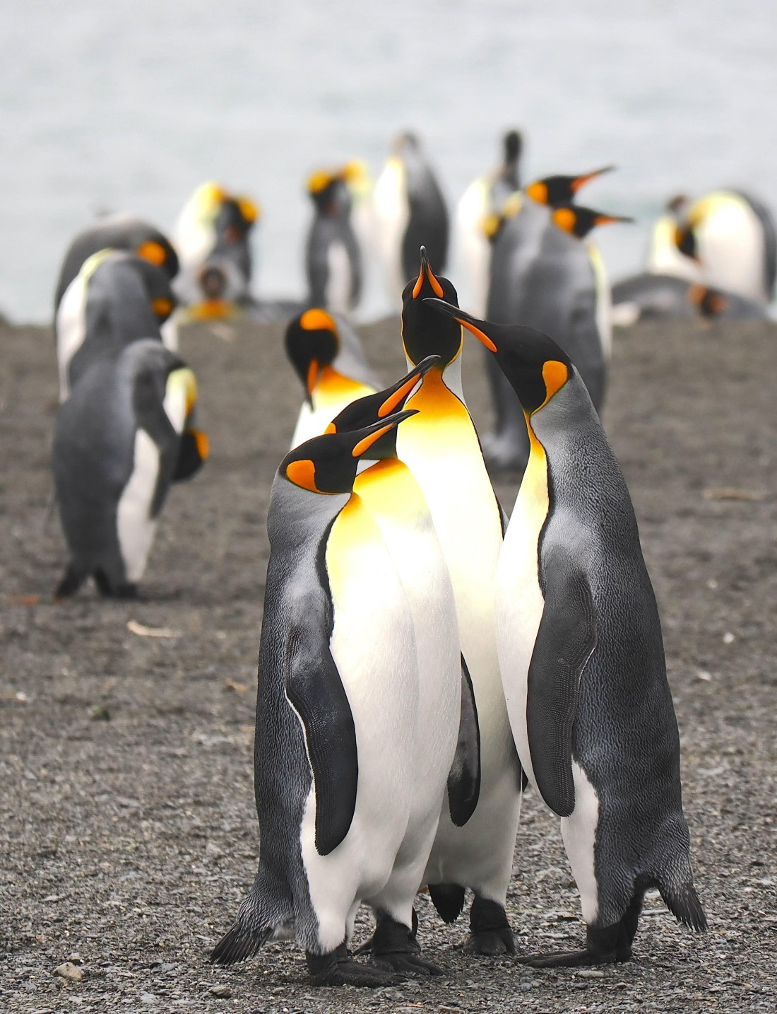 HDS29-26, Day 7, 2025-02-22 King Penguin2 - Right Whale Bay, South Georgia © Unknown photographer - Oceanwide Expeditions.JPG