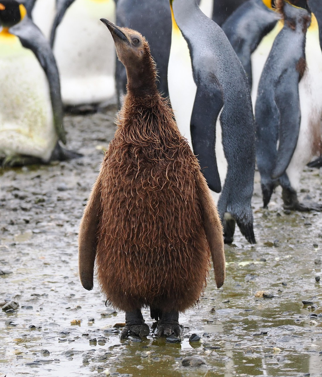 HDS29-26, Day 7, 2025-02-22 King Penguin2 - Salisbury Plain, South Georgia © Unknown photographer - Oceanwide Expeditions.JPG