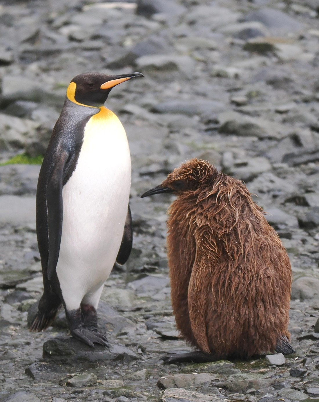 HDS29-26, Day 7, 2025-02-22 King Penguin3 - Right Whale Bay, South Georgia © Unknown photographer - Oceanwide Expeditions.JPG