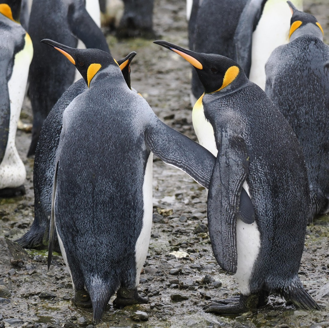 HDS29-26, Day 7, 2025-02-22 King Penguin3 - Salisbury Plain, South Georgia © Unknown photographer - Oceanwide Expeditions.JPG