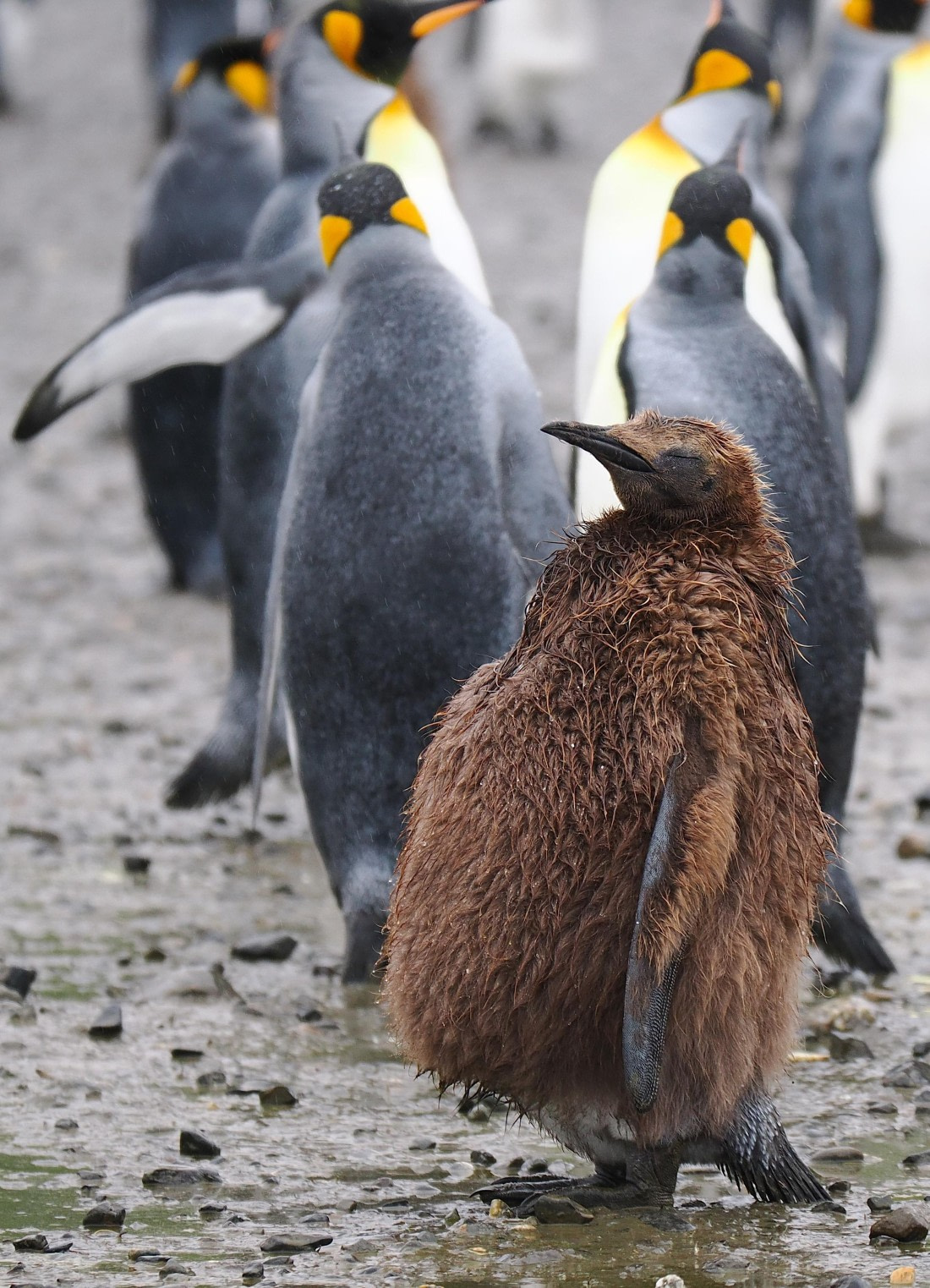 HDS29-26, Day 7, 2025-02-22 King Penguin4 - Salisbury Plain, South Georgia © Unknown photographer - Oceanwide Expeditions.JPG