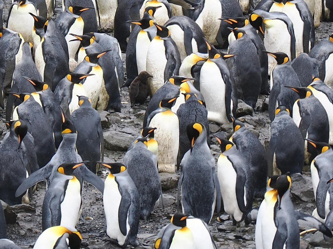 HDS29-26, Day 7, 2025-02-22 King Penguin5 - Right Whale Bay, South Georgia © Unknown photographer - Oceanwide Expeditions.JPG
