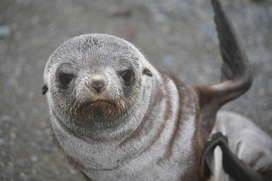HDS29-26, Day 7, DSC06358 © Jessica Bakker - Oceanwide Expeditions.JPG
