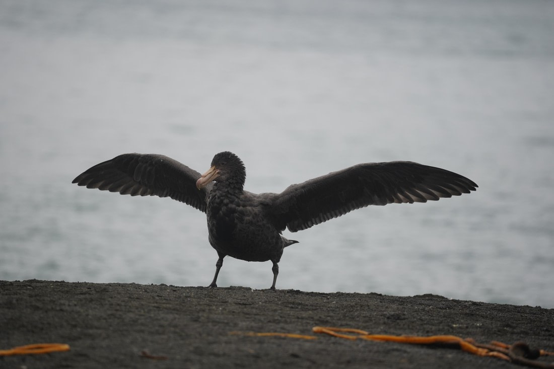 HDS29-26, Day 7, DSC06373 © Jessica Bakker - Oceanwide Expeditions.JPG