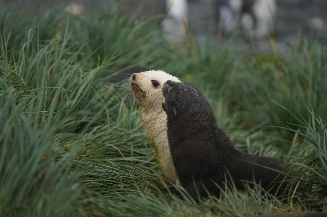 HDS29-26, Day 7, DSC06428 © Jessica Bakker - Oceanwide Expeditions.JPG