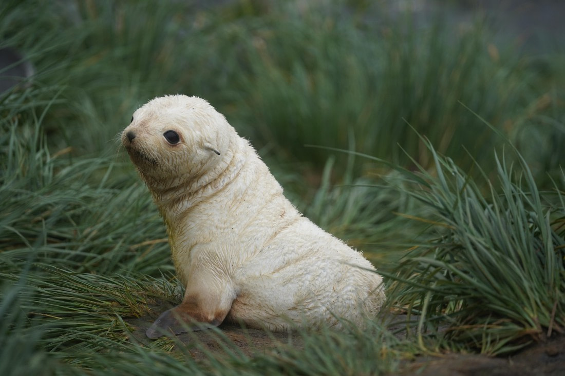 HDS29-26, Day 7, DSC06444 © Jessica Bakker - Oceanwide Expeditions.JPG