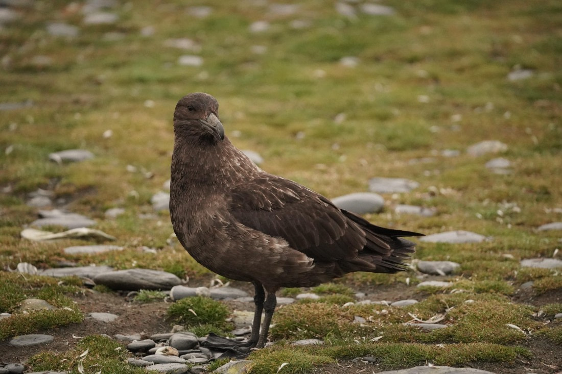 HDS29-26, Day 7, DSC06590 © Jessica Bakker - Oceanwide Expeditions.JPG