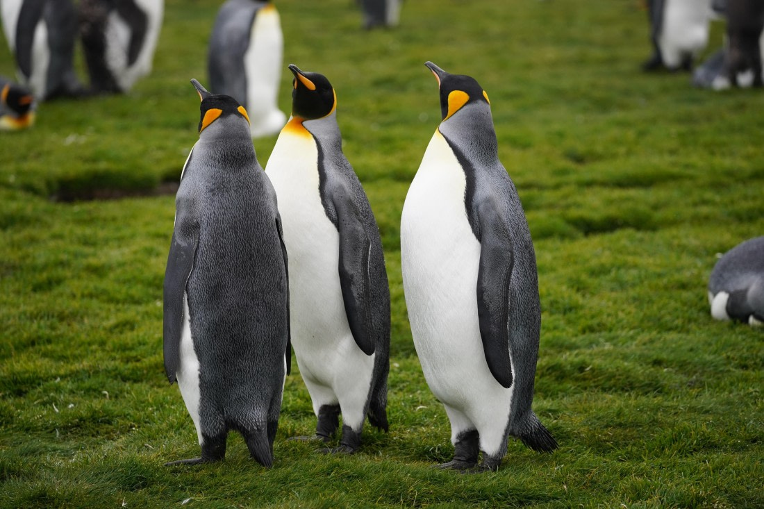 HDS29-26, Day 7, DSC06607 © Jessica Bakker - Oceanwide Expeditions.JPG