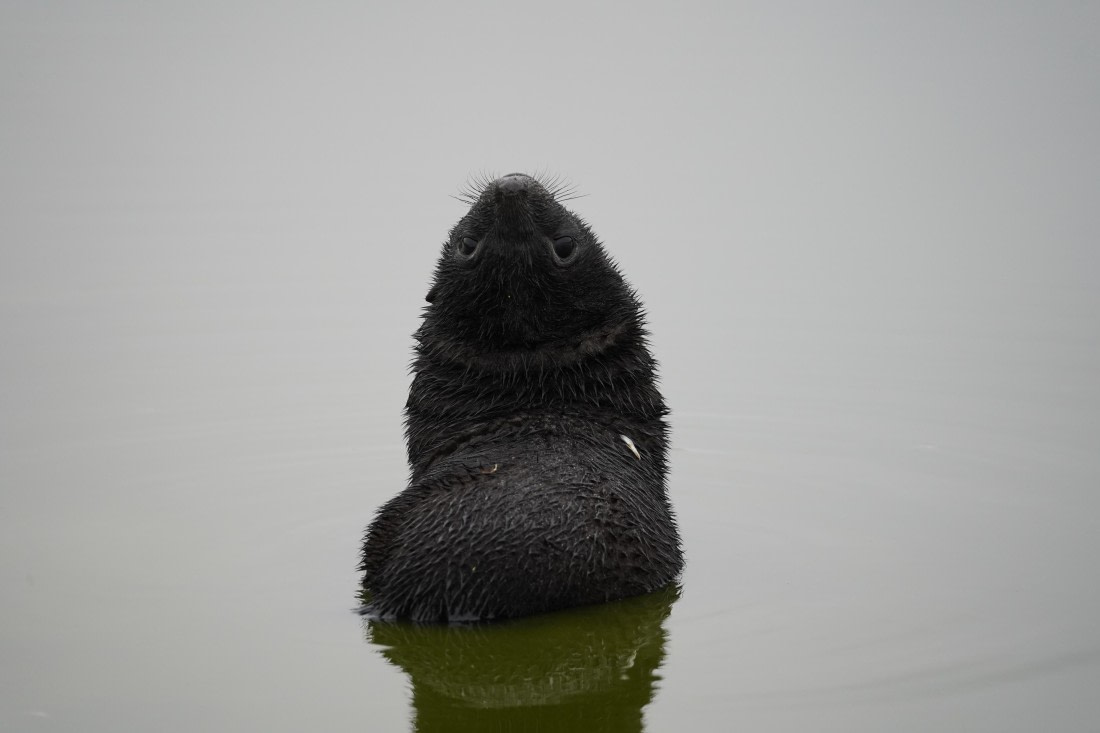 HDS29-26, Day 7, DSC06612 © Jessica Bakker - Oceanwide Expeditions.JPG