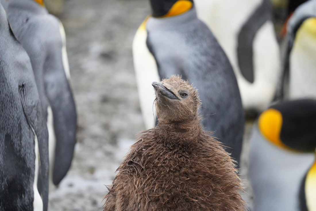 HDS29-26, Day 7, DSC06671 © Jessica Bakker - Oceanwide Expeditions.JPG